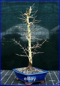 Bonsai Tree Trident Maple TM-1215E
