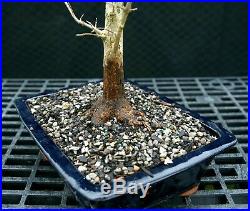 Bonsai Tree Trident Maple TM-1215F