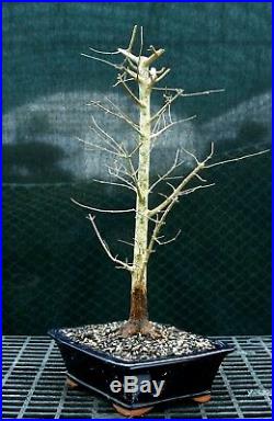 Bonsai Tree Trident Maple TM-1215F
