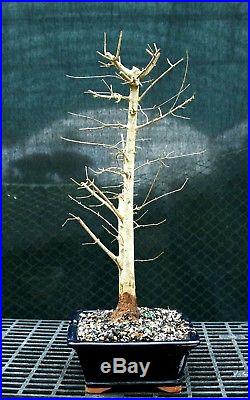 Bonsai Tree Trident Maple TM-1215G