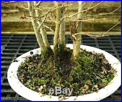 Bonsai Tree Trident Maple TM-1227A