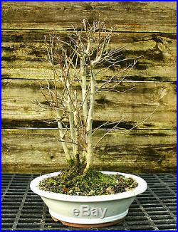 Bonsai Tree Trident Maple TM-1227A