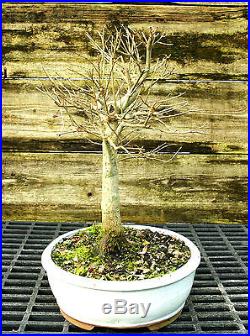 Bonsai Tree Trident Maple TM-1227C