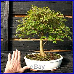 Bonsai Tree Trident Maple TM-1227C