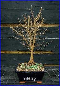 Bonsai Tree Trident Maple TM-201C