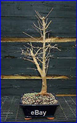 Bonsai Tree Trident Maple TM-201D