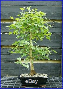 Bonsai Tree Trident Maple TM-429A