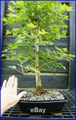 Bonsai Tree Trident Maple TM-429A