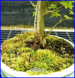 Bonsai Tree Trident Maple TM-429E