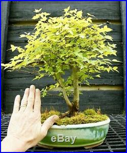 Bonsai Tree Trident Maple TM-429E
