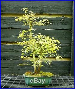 Bonsai Tree Trident Maple TM-429F