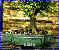 Bonsai Tree Trident Maple TM-502E