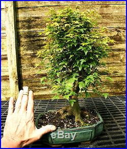 Bonsai Tree Trident Maple TM-502E