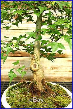 Bonsai Tree Trident Maple TM-625B