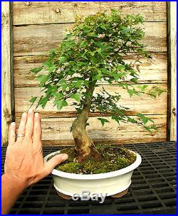 Bonsai Tree Trident Maple TM-625B