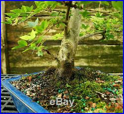 Bonsai Tree Trident Maple TM-728B