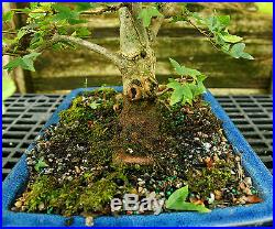 Bonsai Tree Trident Maple TM-728B