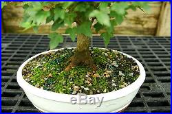 Bonsai Tree Trident Maple TM-728C