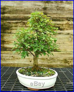 Bonsai Tree Trident Maple TM-728C