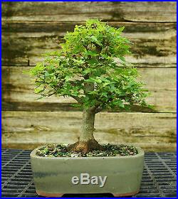 Bonsai Tree Trident Maple TM-728D
