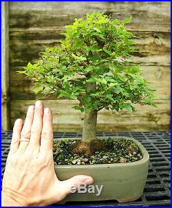 Bonsai Tree Trident Maple TM-728D