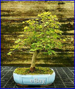 Bonsai Tree Trident Maple TM-728E