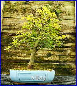 Bonsai Tree Trident Maple TM-728E