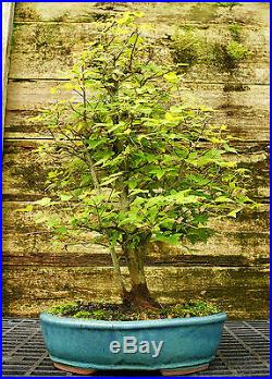 Bonsai Tree Trident Maple TM-814C
