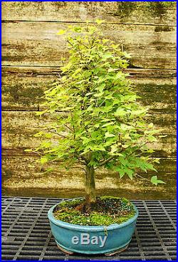 Bonsai Tree Trident Maple TM-814C