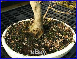 Bonsai Tree Trident Maple TM-814E