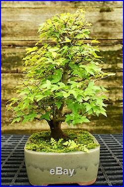Bonsai Tree Trident Maple TM-814F