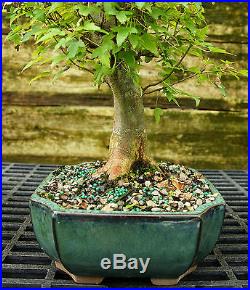 Bonsai Tree Trident Maple TM-814H