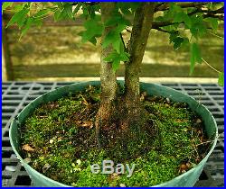 Bonsai Tree Trident Maple Turtleback TMC3G-728C