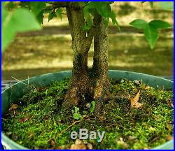 Bonsai Tree Trident Maple Turtleback TMC3G-728C