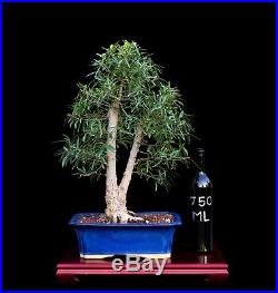 Bonsai Tree Twin Trunk Willow Leaf Ficus (Ficus Salicaria) in Glazed Blue Pot