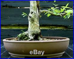Bonsai Tree White Birch WB-617K