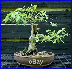 Bonsai Tree White Birch WB-617K