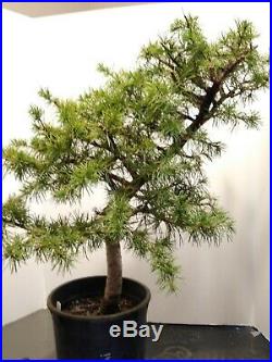 Bonsai Tree cedar of Lebanon