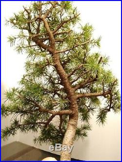 Bonsai Tree cedar of Lebanon
