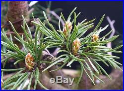Bonsai Treejapanese Black Pine Bonsai Tree Bonsai Enthusiasts Actual Treee Shown