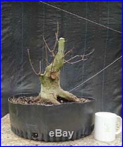 Bonsai, Trident Maple, Acer buergerianum, Awesome Trunk and Taper, Quality
