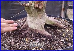 Bonsai, Trident Maple, Acer buergerianum, Awesome Trunk and Taper, Quality