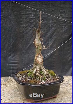 Bonsai, Trident Maple, Acer buergerianum, Fat Trunk, Ship with Pottery