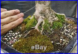 Bonsai, Trident Maple, Acer buergerianum, Fat Trunk, Ship with Pottery