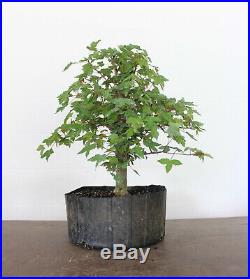 Bonsai, Trident Maple, Acer buergerianum, Prebonsai, Excellent Nebari, Kifu #1