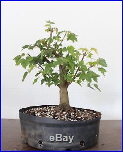Bonsai, Trident Maple, Acer buergerianum, Prebonsai, Great radial nebari, Kifu