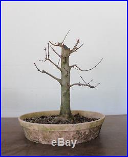 Bonsai, Trident Maple, Acer buergerianum, Prebonsai, Large Flaring Base, Kifu