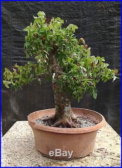 Bonsai, Trident Maple, Acer buergerianum, Specimen Prebonsai, Superb Nebari