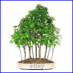 Bonsai Trident Maple Forest 15 Tree Deciduous Outdoor Beautiful Plant 10 Years