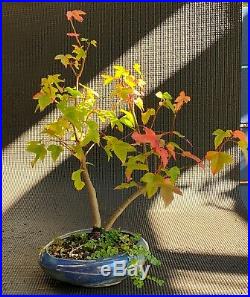 Bonsai Trident Maple In Crafted Pot